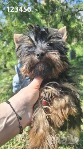 Йорки момченце , снимка 1