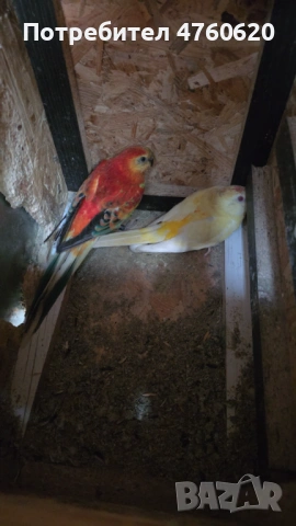 Папагали, снимка 4 - Папагали - 53785170