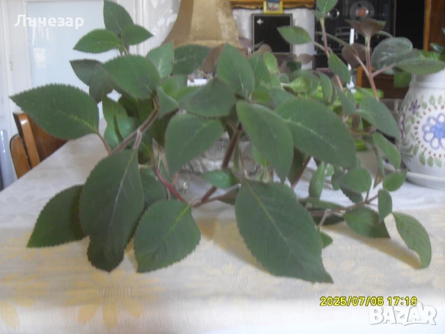 Продавам цвете "КОЛЕРИЯ", снимка 1