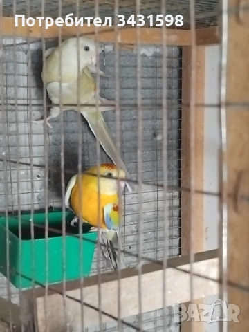 поини папагали , снимка 4 - Папагали - 54038662