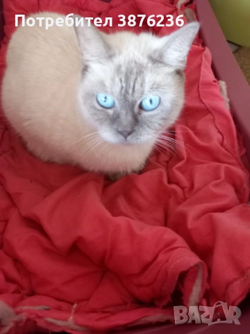 Британска късокосместа , снимка 5 - Британска късокосместа - 53313048