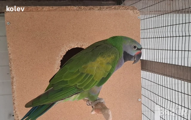 Папагали Китайски Александър , снимка 7 - Папагали - 48283869