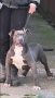 Американско Були Хл/American Bully XL , снимка 9