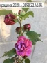 Хибискус Кичест - Дървовидна Ружа, снимка 2