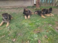 Немски овчарки Топ, снимка 15