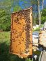 Продавам малки пчелни семейства (отводки)