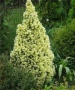Канадски Смърч ”Дейзи Уайт” / Picea glauca ’Daisy’s White’, снимка 1