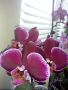 Орхидеи, снимка 3