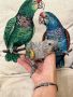 Ръчно хранен папагал Синьочела Амазона, снимка 1 - Папагали - 45792330
