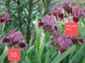 11 мини ириси за градината , снимка 1 - Градински цветя и растения - 45344601