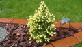 Канадски Смърч ”Дейзи Уайт” / Picea glauca ’Daisy’s White’, снимка 5