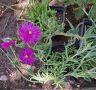 делосперма , снимка 1 - Градински цветя и растения - 45900261