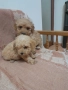 Продавам мини пудели , снимка 2