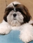 момче и момиче Ши Тцу, снимка 3