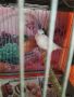 Мъжко канарче , снимка 1