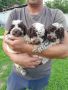 Lagotto Romagnolo