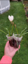 зефирантес , снимка 1 - Градински цветя и растения - 45062217