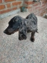 Дакел кученце , снимка 3