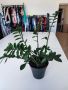Саксийно растение Zamioculcas zamiifolia (ZZ plant), снимка 1 - Стайни растения - 45455897
