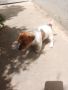 Продавам мини Джак Ръсел Териер. Кучето е женско с изградени хигиенни навици., снимка 1 - Джак ръсел териер - 45976768