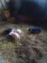 Продавам малки прасенца, снимка 3