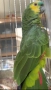 Продава женска синьочела амазона, снимка 5
