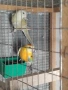 поини папагали , снимка 4