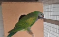 Папагали Китайски Александър , снимка 7