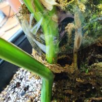 Monstera aurea, снимка 3 - Стайни растения - 45344250
