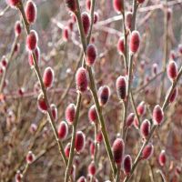 Върба (Salix grac. 'Mount Aso'), снимка 7 - Градински цветя и растения - 45232467