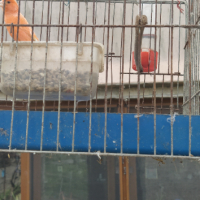 Продавам мъжки канарчета, снимка 9 - Канари - 45055817