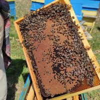 Малки пчелни семейства / ОТВОДКИ, снимка 1 - Други животни - 45545459