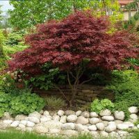 Японски клен\Acer pal. Atropurpureum (ПРОМОЦИЯ), снимка 2 - Градински цветя и растения - 45119327