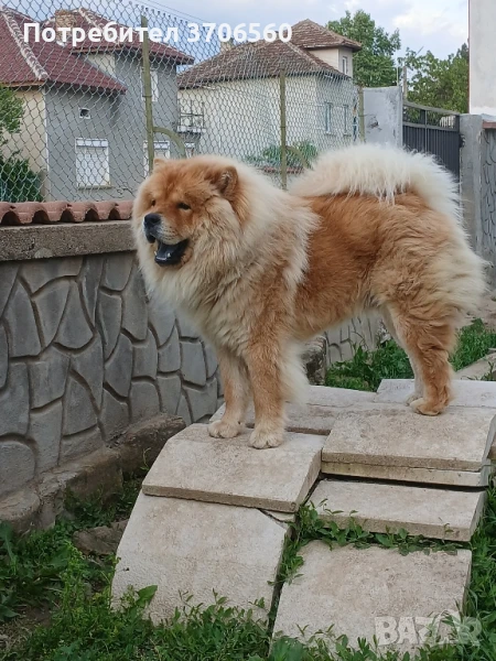 Чао Чао мъжки за разплод ДОГОВАРЯНЕ, снимка 1