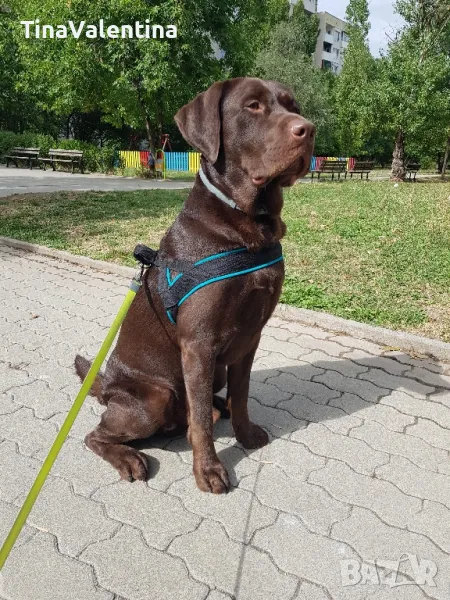 Шоко Лабрадор търси приятелка , снимка 1