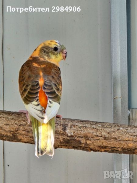 пойни папагал ПРОМО, снимка 1