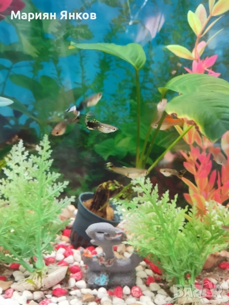 Продавам гупи и Хелери .., снимка 1