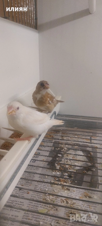 Японски амадини , снимка 1