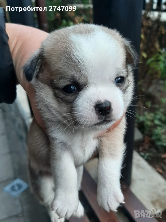 Чихуахуа момче, снимка 1