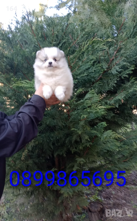 Мъжки Померани. Реални снимки от 29.12.25 г. , снимка 1