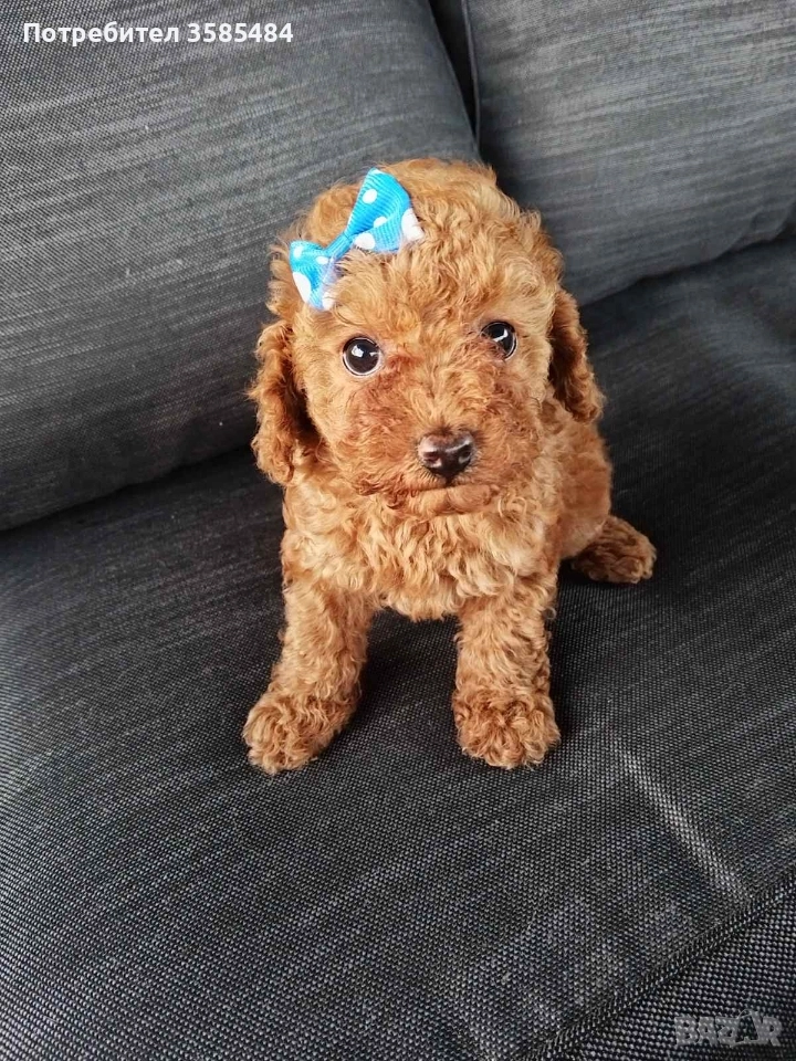 Мини/той пудел момиченце , снимка 1