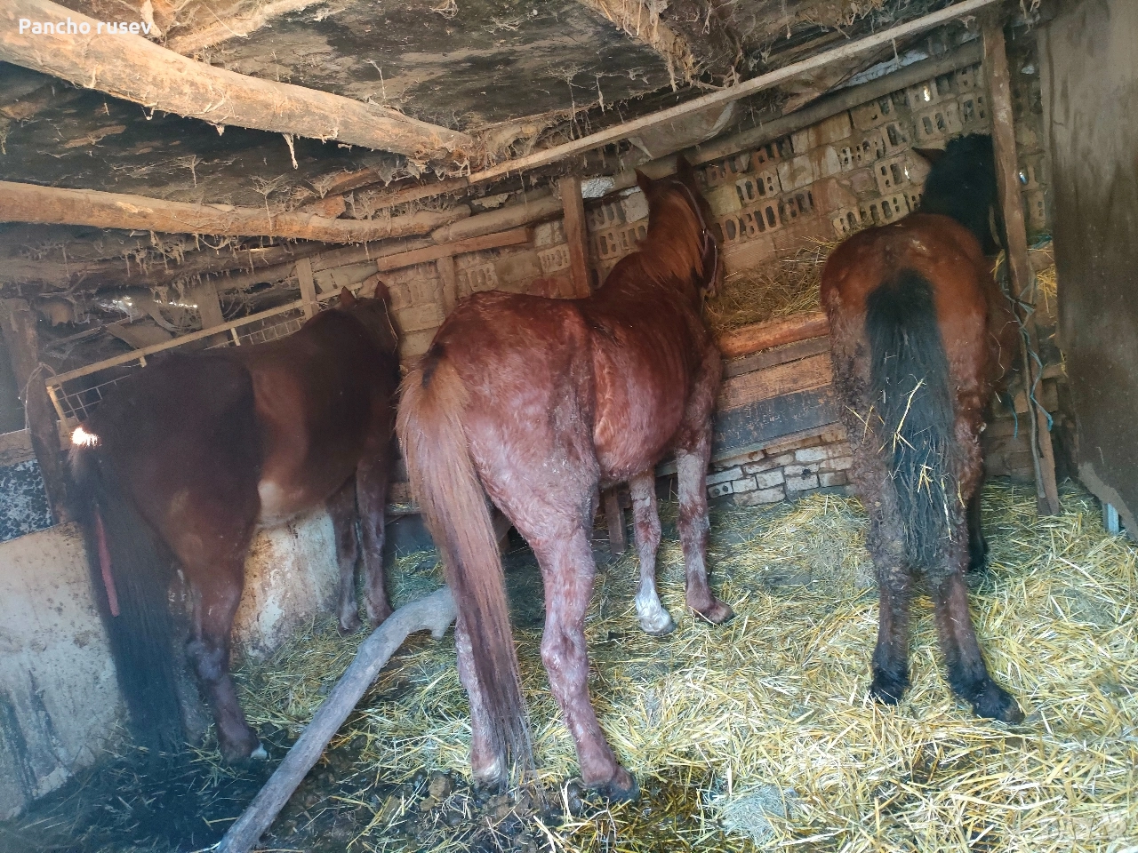 свободни женски кубили, снимка 1