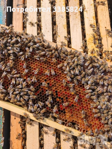 Пчелни семейства 