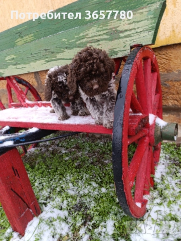 Логото романоел, снимка 7 - Кокер шпаньол - 52895938