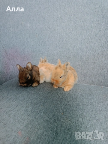 Декоративно зайчета , Рекс, голадско джуджета, лвъна глава, снимка 4 - Декоративни зайчета - 53041568