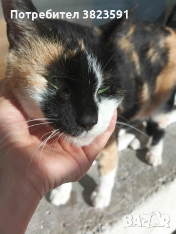 Търсим дом на женско котенце - Галакси