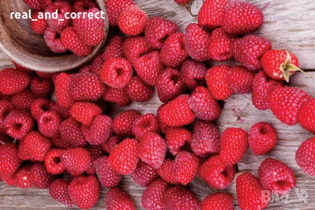 ВЪЛШЕБЕН Целогодишен Разсад Корени - Ягоди и Малини, снимка 9 - Разсади - 53687906