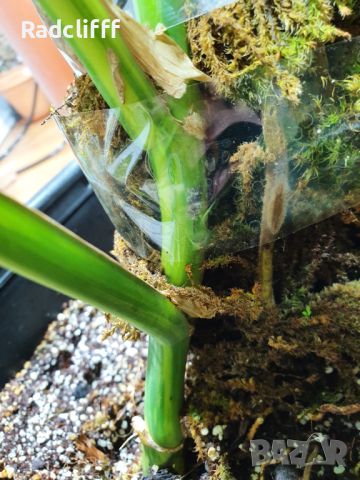 Monstera aurea, снимка 3 - Стайни растения - 45344250