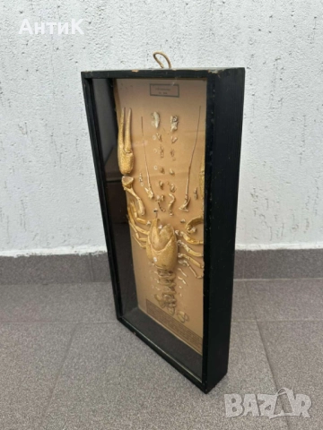 Соц Учебен Модел на Рак Разчленен Учтехпром, снимка 3 - Антикварни и старинни предмети - 52386820