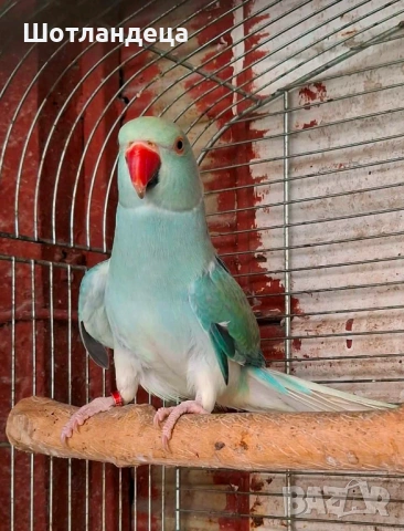 Малък Александър-клеартейл, снимка 3 - Папагали - 53945183